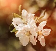 “Primavera classica” di Giosuè Carducci: una poesia d'amore