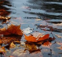 La pioggia d'autunno in poesia: da D'Annunzio a Montale