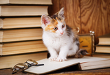 March Meowness: invia in biblioteca la foto di un gatto e sarai perdonato