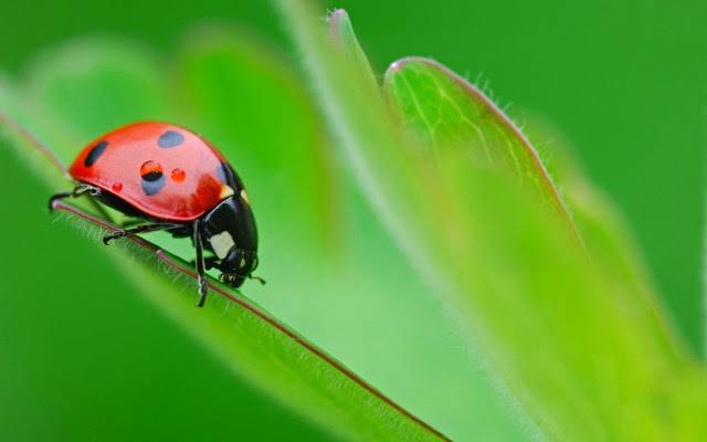 Coccinella: perché si dice porti fortuna?