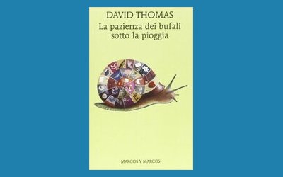 La pazienza dei bufali sotto la pioggia