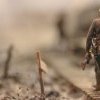 “Uomo del mio tempo”: parafrasi e analisi della poesia di Quasimodo