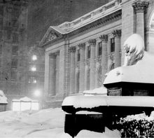 Patience e Fortitude, i leoni della Public Library di New York, compiono 115 anni