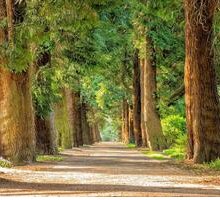 “Cedi la strada agli alberi”: la poesia da leggere nella Giornata Mondiale della Terra