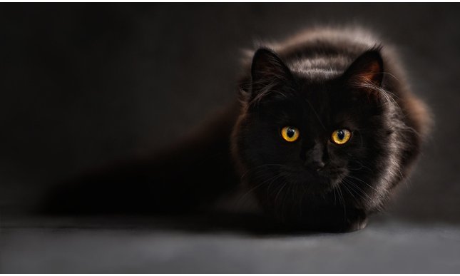 Gatto nero: perché si dice porti sfortuna?