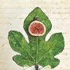 La foglia di fico. Storie di alberi, donne, uomini