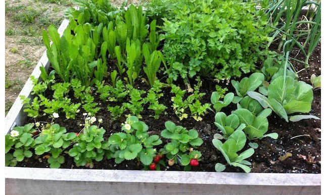 Libri per imparare a curare l'orto: proposte da consultare o regalare