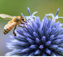 Ode all'ape di Pablo Neruda: analisi della poesia in occasione della Giornata mondiale delle api