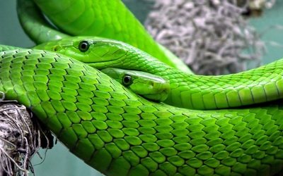 Omaggio a Harry Potter: i ricercatori chiamano nuovo serpente Salazar Serpeverde