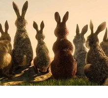 La collina dei conigli su Netflix: cast e quando esce