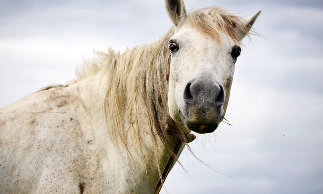A caval donato non si guarda in bocca: che significa e perché si dice?
