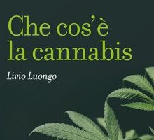 Che cos'è la cannabis