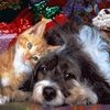 6 Libri con cani e gatti da leggere e regalare a Natale