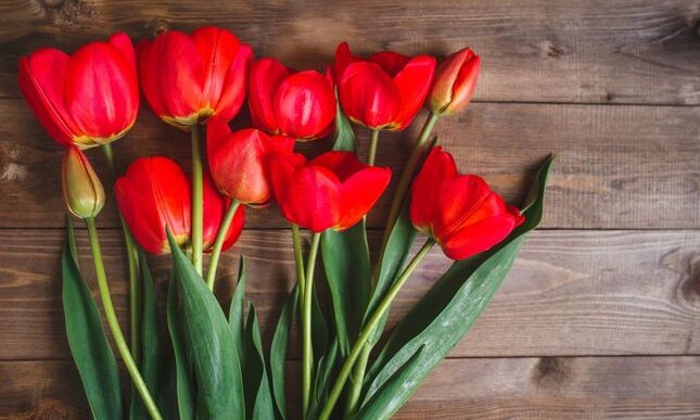 “I tulipani”: malattia e alienazione nella poesia di Sylvia Plath
