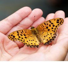 “La farfalla” di Pavel Friedman: una poesia per la Giornata della Memoria