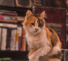 Scrittori e scrittrici con gatti: ecco chi amava (e ama) i felini