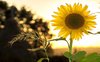 “Il mio sguardo è nitido come un girasole”: la poesia pura di Fernando Pessoa 
