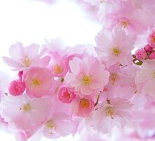 Le più belle frasi dedicate ai fiori per celebrare la bellezza della primavera
