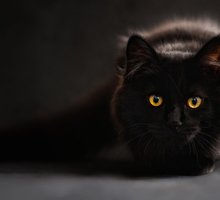 Gatto nero: perché si dice porti sfortuna?