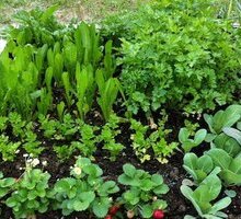 Libri per imparare a curare l'orto: proposte da consultare o regalare