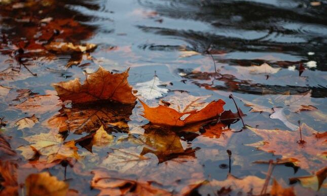 La pioggia d'autunno in poesia: da D'Annunzio a Montale