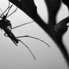 A una zanzara: testo e commento della poesia di Gian Francesco Maia Materdona