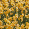 “Narcisi” (Daffodils): testo, traduzione e analisi della poesia di Wordsworth