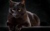 “Il gatto” di Charles Baudelaire: analisi e significato della poesia