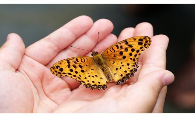 “La farfalla” di Pavel Friedman: una poesia per la Giornata della Memoria