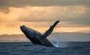 Moby Dick: la storia vera della balena che ispirò Herman Melville