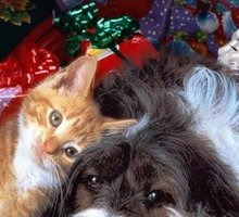 6 Libri con cani e gatti da leggere e regalare a Natale