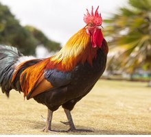 “Prendere gallo” e “fare il gallo”: origine e significato dei modi di dire