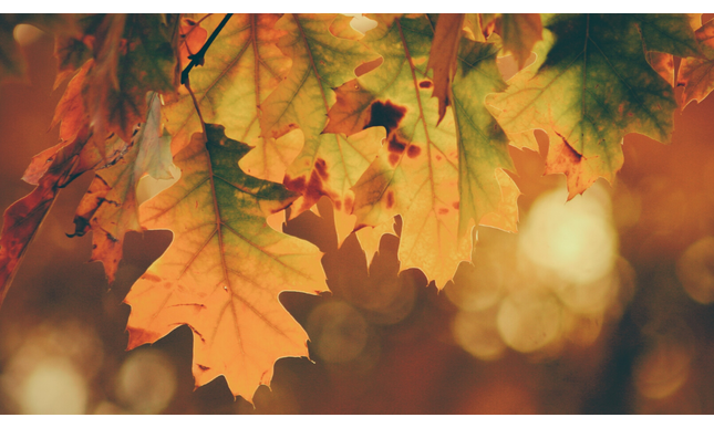 Si sta come d'autunno sugli alberi le foglie: analisi e parafrasi di “Soldati” di Ungaretti