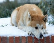 Hachiko: la storia vera del cane esempio di fedeltà