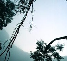 Korowai
