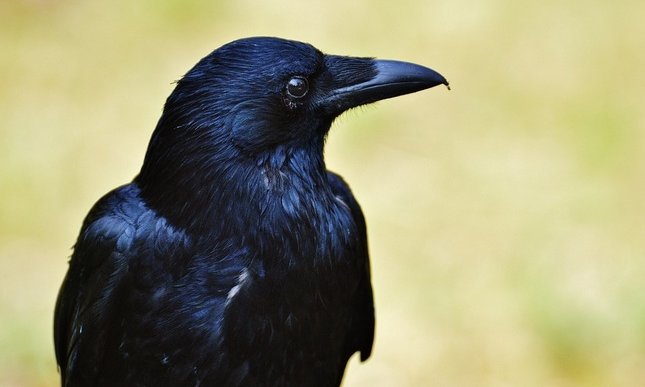 Sparita Merlina, il corvo della Torre di Londra: ecco la leggenda per cui sarebbe cattivo auspicio