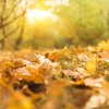 “Foglie gialle” di Trilussa: una malinconica filastrocca d'autunno