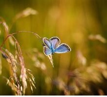 La farfalla che abita l'anima: una storia di metamorfosi dietro il termine psiche