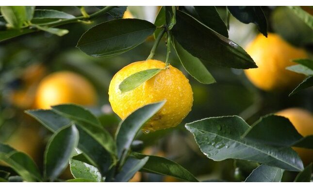 “I limoni” di Eugenio Montale: testo e analisi della poesia 