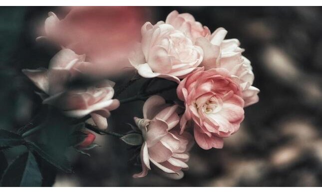 “Non amo che le rose che non colsi” di Guido Gozzano: da quale poesia è tratto il celebre verso