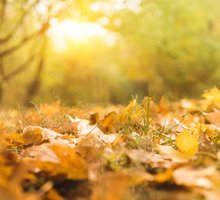 “Foglie gialle” di Trilussa: una malinconica filastrocca d'autunno