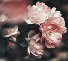 “Non amo che le rose che non colsi”: da quale poesia di Guido Gozzano è tratto il celebre verso