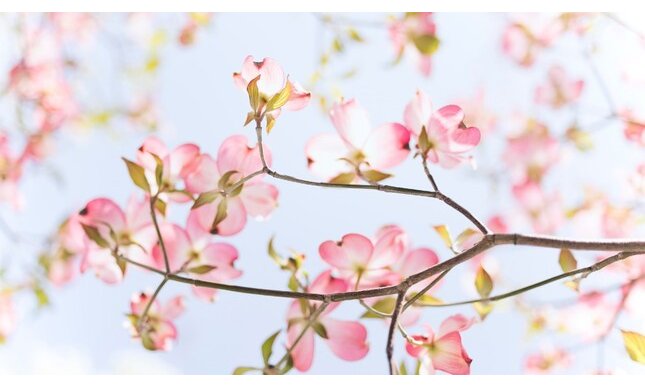 Migliori frasi sulla primavera: gli aforismi più belli sulla stagione