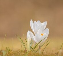 “È dolce primavera”: l'inno alla primavera di Virgilio contenuto nelle Georgiche