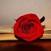 Festa di San Jordi: cos'è e perché si regalano rose e libri