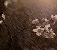 La “pioggia d'aprile” nelle poesie di Saba e Pirandello