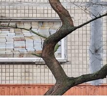 A Kiev un muro di libri contro le bombe: la vera storia dietro lo scatto 