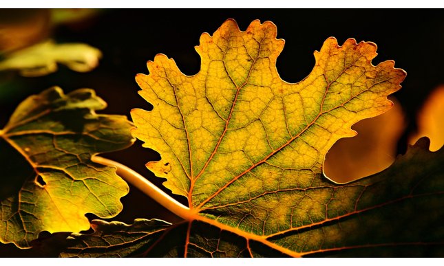 “Le foglie morte”: la poesia di Jacques Prévert sulla potenza del ricordo