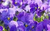 “Filastrocca di primavera” di Gianni Rodari: un invito a osservare il risveglio della natura 