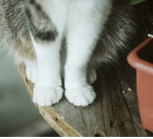 “Il gatto in un appartamento vuoto”, la poesia di Wisława Szymborska sull'assenza e la nostalgia